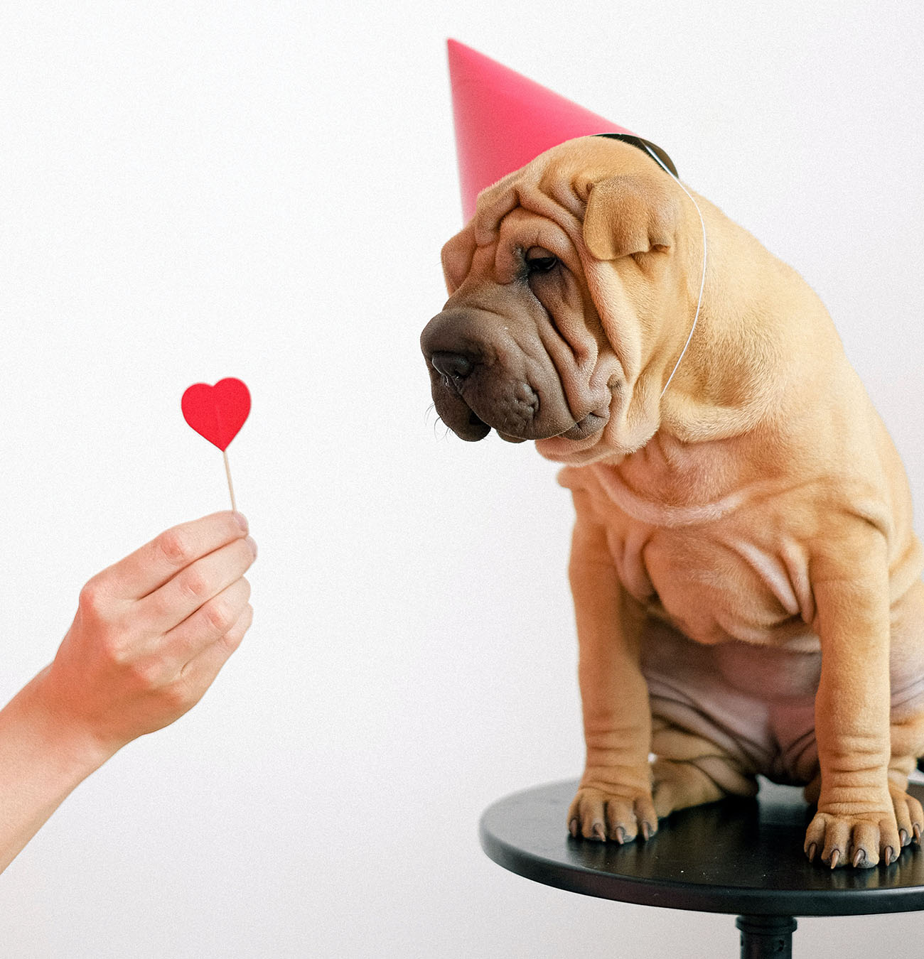 Puppy Wearing Party Hat